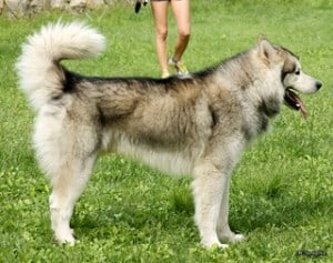 Malamutes have curly tails