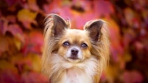 Papillons have butterfly ears