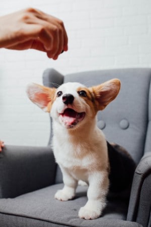 Pembroke Corgis have big ears