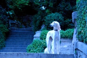 Saluki in a castle