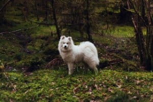 Samoyed white coat pointed ears