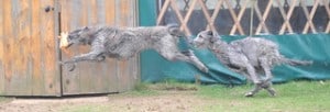 Scottish Deerhounds long legs