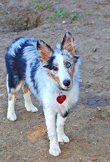 Shelties with merle coats blue eyes