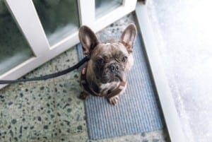 Small dogs with big ears