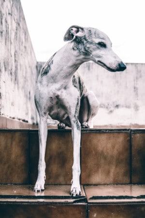 Whippets have long legs and thin bodies