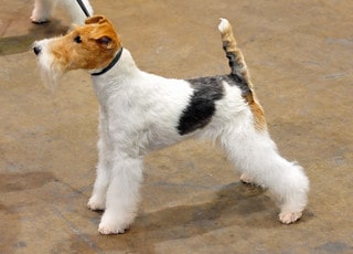 Wire Fox Terriers have short bodies