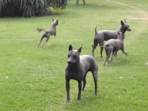 Xoloitzcuintle slim dog long legs
