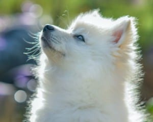 american eskimo dog with pointed ears