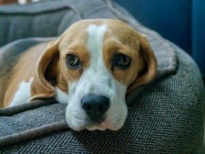 beagles love cats
