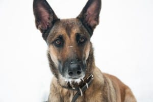belgian malinois pointy ears and