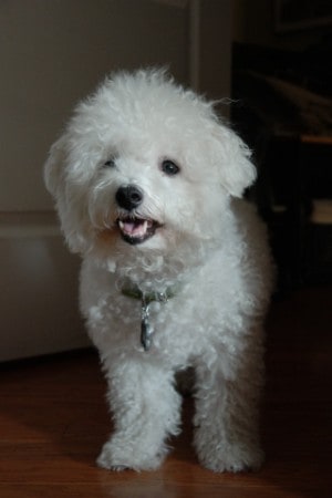 bichon frise like cats