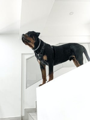 black and tan Rottweiler