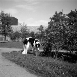 black and white borzoi