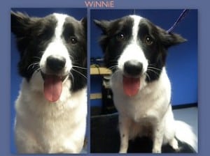 black and white canaan dog