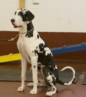 black and white great dane