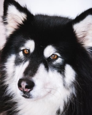 black and white husky