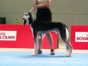 black and white saluki