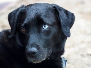 black puppy blue eyes