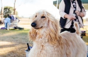 blonde afghan hound