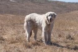 11 Large Blonde Dog Breeds - Quality Dog Resources
