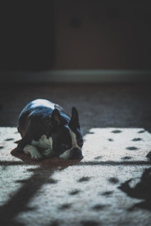 boston terriers dont shed much