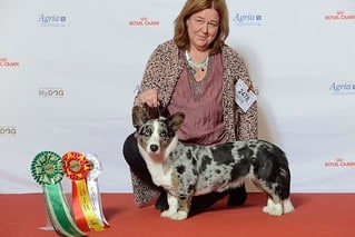 cardigan welsh corgi