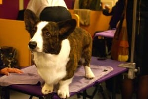 cardigan welsh corgis are small dogs