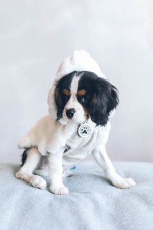 cavalier king charles
