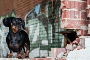 dachshunds have large ears