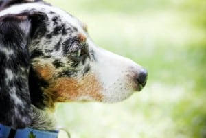 dappled dachshunds have blue eyes