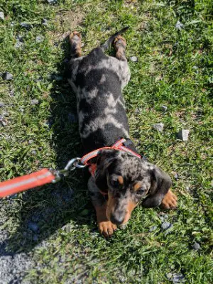 dappled dachshunds might have blue eyes