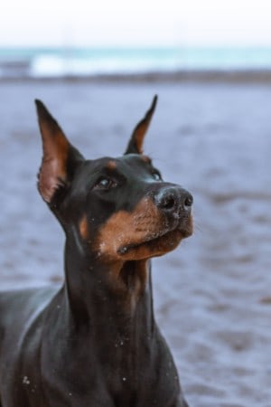 dobermans have pointed ears and short coats
