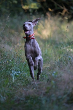 dogs with pointy ears breeds