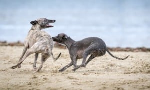 dogs with long bodies and long legs