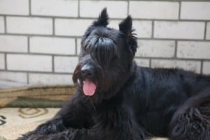 giant schnauzers have pointed ears