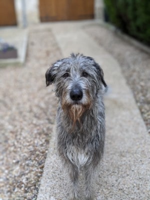 irish wolfhound