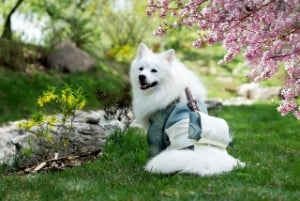 japanese spitz is white