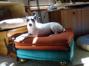 mostly white rat terrier