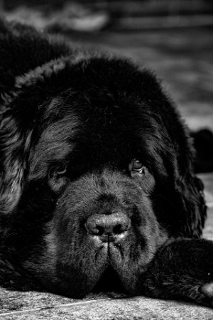 newfoundland