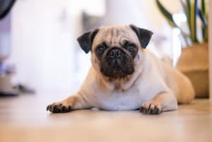pugs love cats