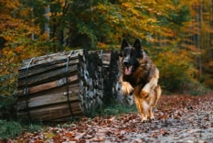 signs of prey drive in dogs