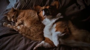 small dogs good with cats
