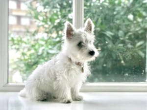 small white dogs with pointy ears