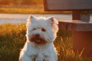 west highland terrier small white pointy ears