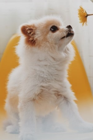 white pomeranian puppy