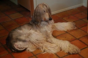 Afghan Hounds tail and ears