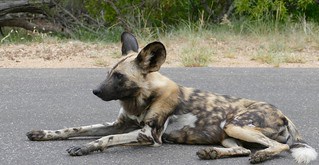 African Wild Dog