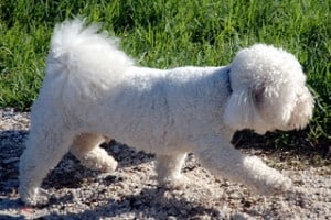 Bichon Frise have long ears