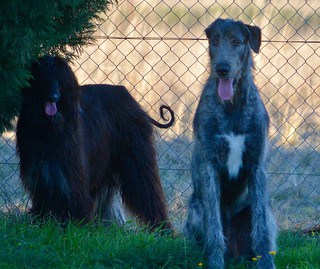 Black haired Afghan Hound