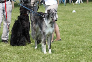 Black haired Borzoi